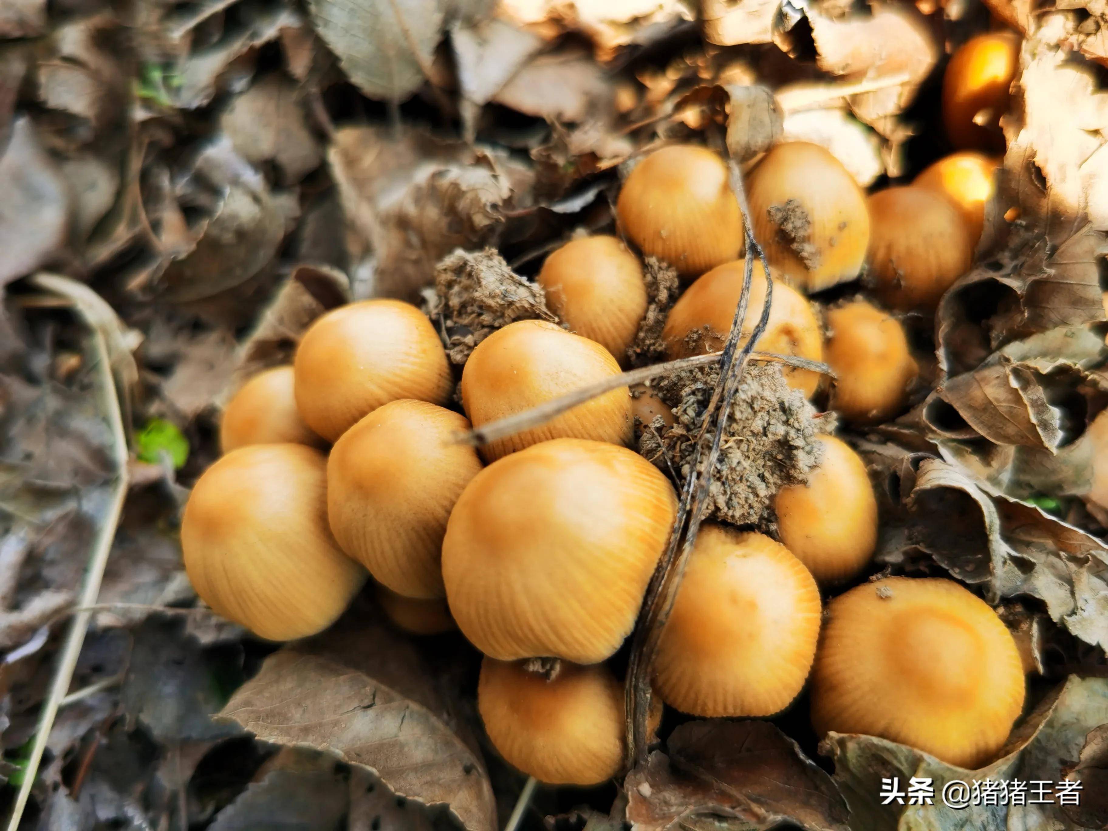 今天在榆树林里发现了一些小蘑菇,不知道这种小蘑菇能