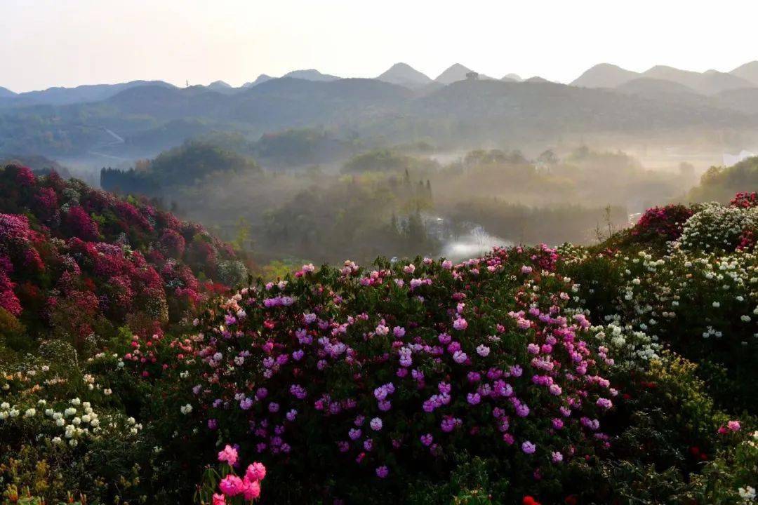 百里杜鹃景区重要提醒!