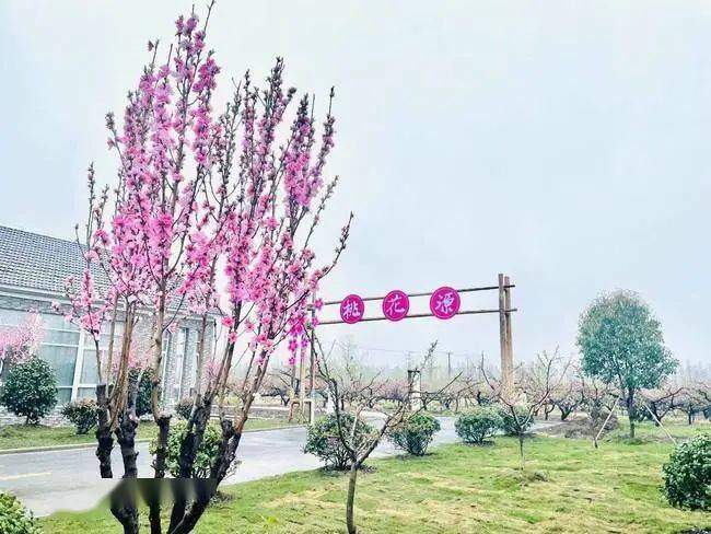 目前正值2021年宝应县夏集镇桃花节期间,桃花源里千亩桃花齐放,赛道上