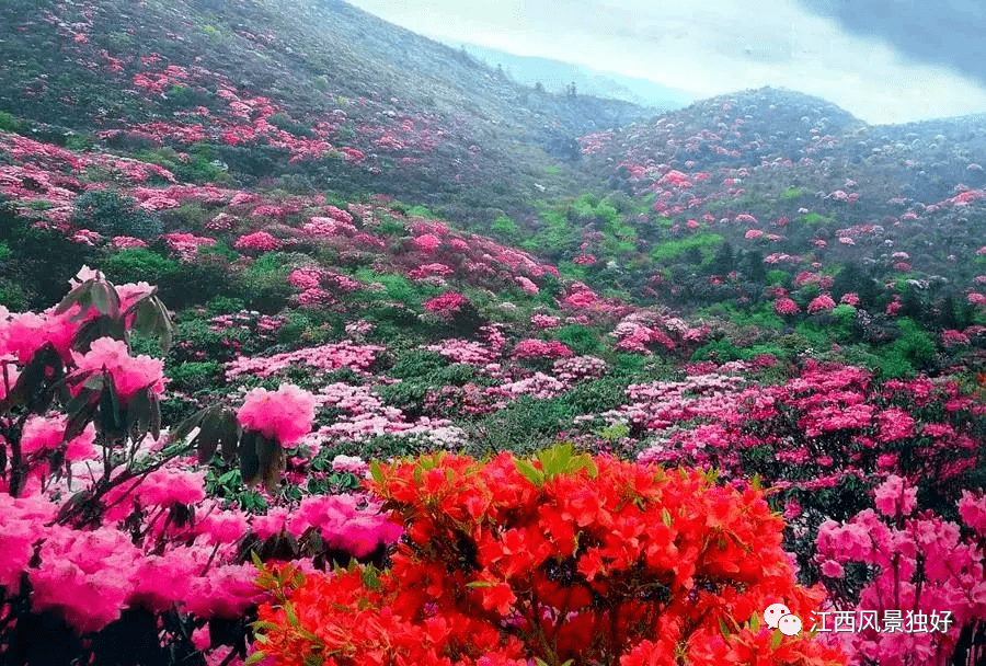 最美的四月来了!井冈山上的杜鹃花开成海