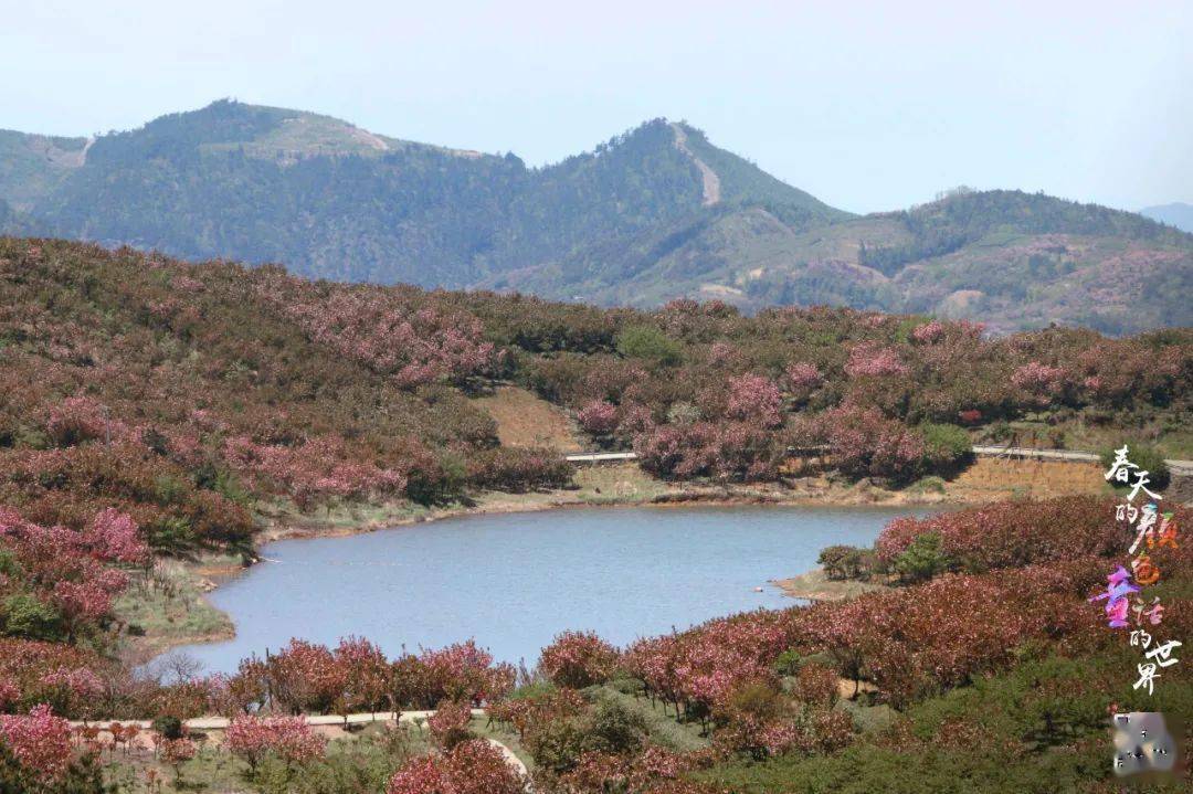 首发:4/18打卡网红杖锡樱花园,登临海拔780米的樱花观景台,徒步5km