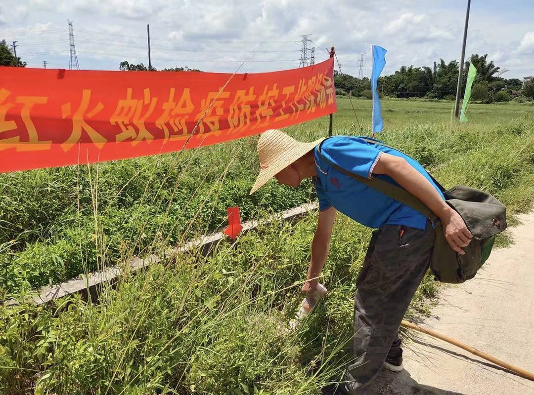 在陈格居住的城市,关于红火蚁的识别,危害与防控等宣传信息,也时常在