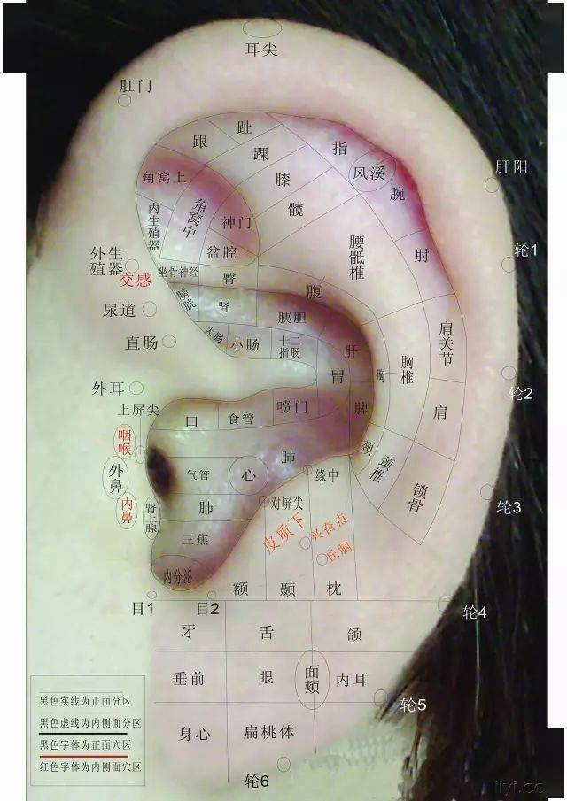 在耳垂,与上肢相应的穴位分布在耳舟,与躯干相应的部位在对耳轮体部