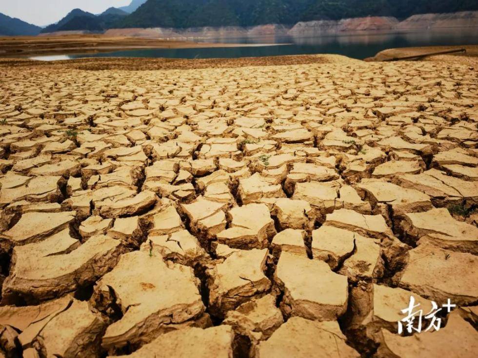 近来 广东河源市龙川县干旱少雨 枫树坝水库水位降低 库底逐渐显露