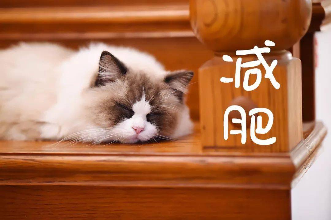 小知识如何为猫咪控制体重减肥