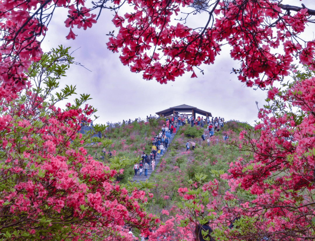 【万亩杜鹃,十里花海】去不了毕节百里杜鹃,那就来大熊山赏十里花海吧