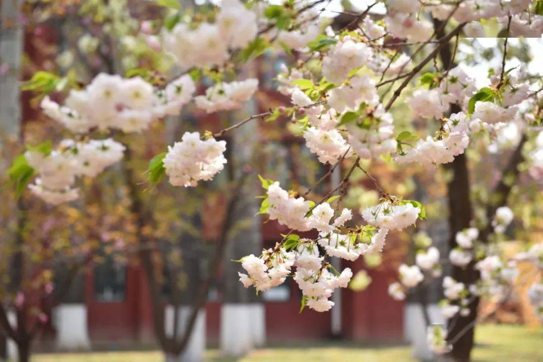 人间四月天最美赏樱时本周末耿丹学院最美樱花节等你来赏