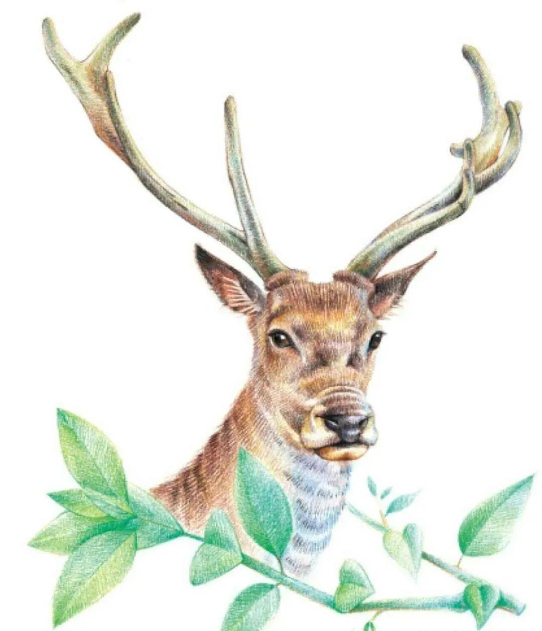 彩铅手绘| 灵动清新的驯鹿,彩色铅笔动物画教程