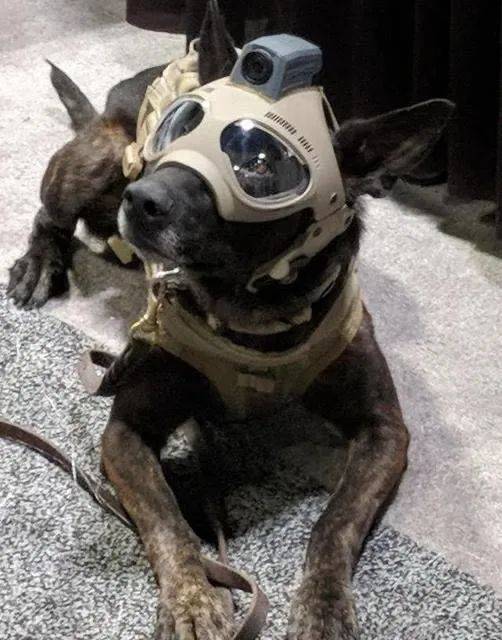 大爷给柴犬狗子带上了戴铁盆头盔,秒变表情包!