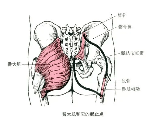 臀中肌和臀小肌