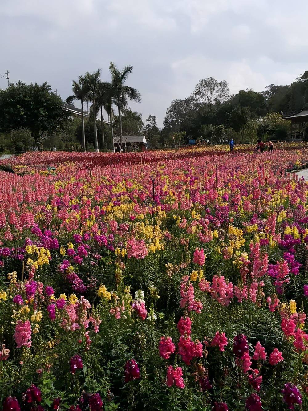 周末散心没好去处平洲三山森林公园了解一下