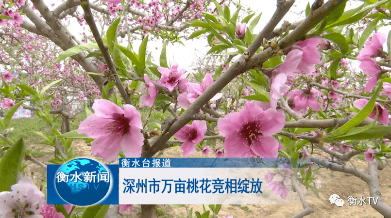 深州市万亩桃花竞相绽放