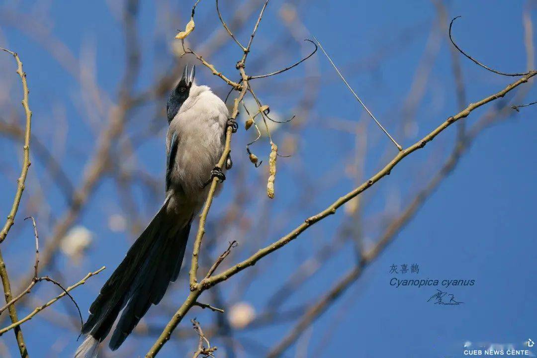 灰喜鹊07夜鹭是一群常常出现在二食堂西侧的小生物,它们常常藏在交错