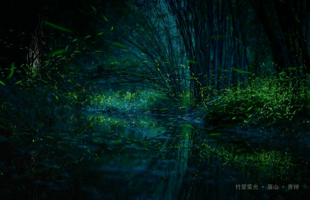 流萤舞动,让人心驰神往!