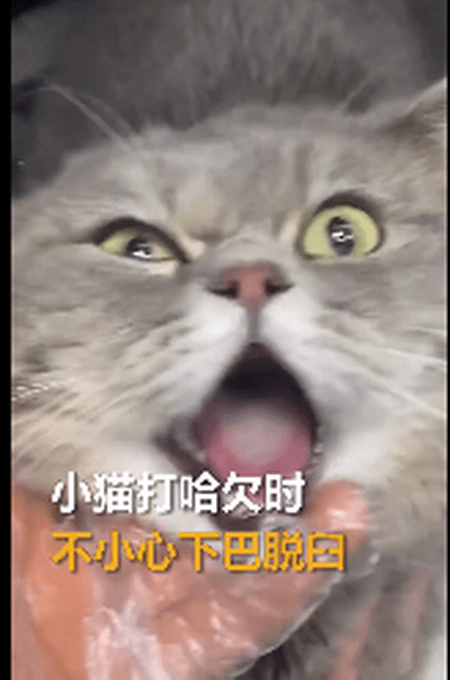 心疼又好笑!猫咪打哈欠下巴脱臼,医生:它其实很痛苦