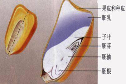 24,种子的主要结构(菜豆种子和玉米种子的异同点)