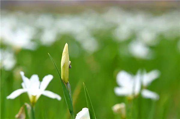 就在本月底 让我们相约湘潭·排头首届鸢尾花节