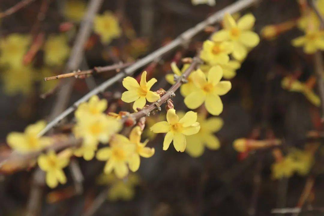 微摄影:春花好,春心动