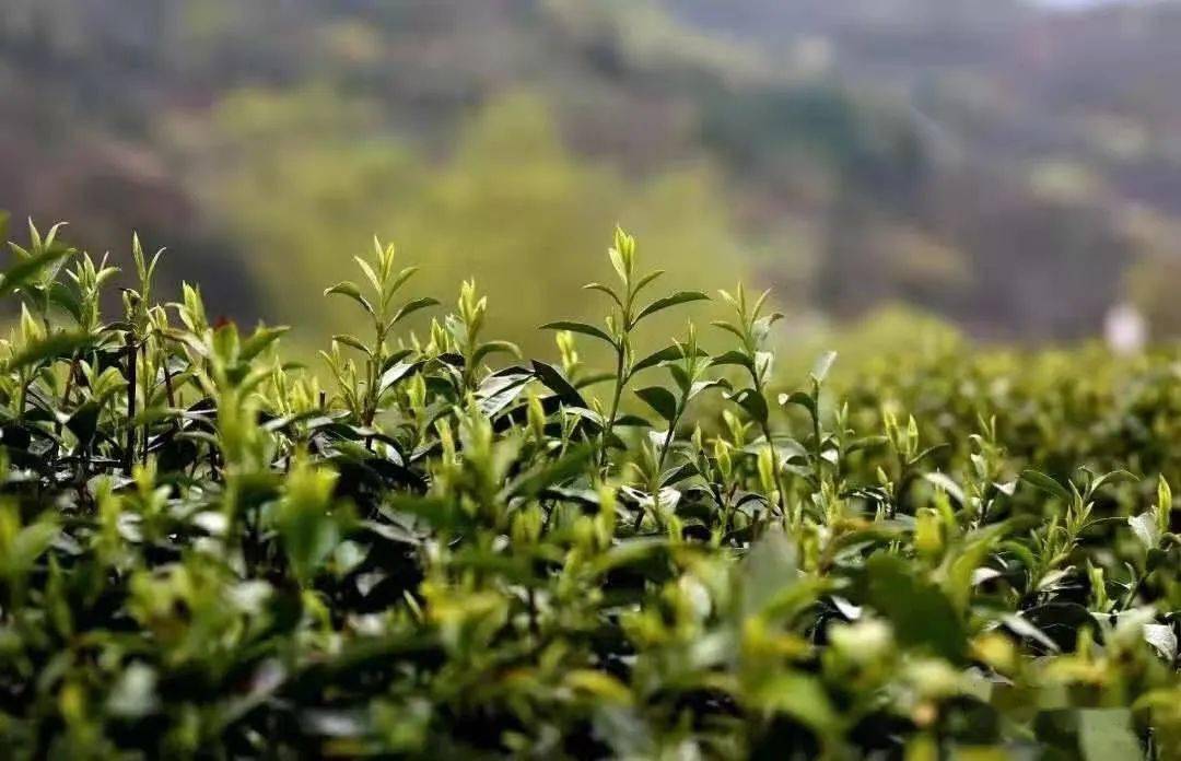 仲春时节,紫阳县焕古镇苍山盈翠,茶园飘香.