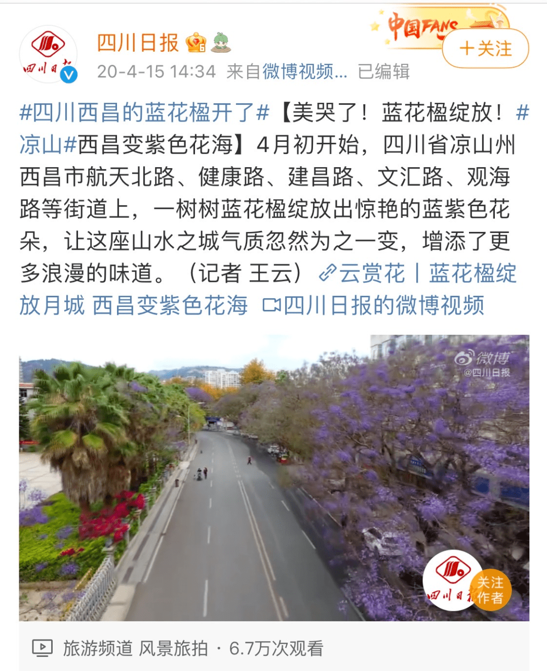 开了!西昌蓝花楹初绽放,高清美图提前欣赏