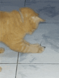 搞笑gif: 孩子穿着衣服回家
