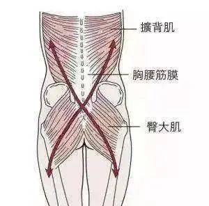 腰部是我们作为人类直立动物中最容易出现问题的地方,腰部联合区域:胸