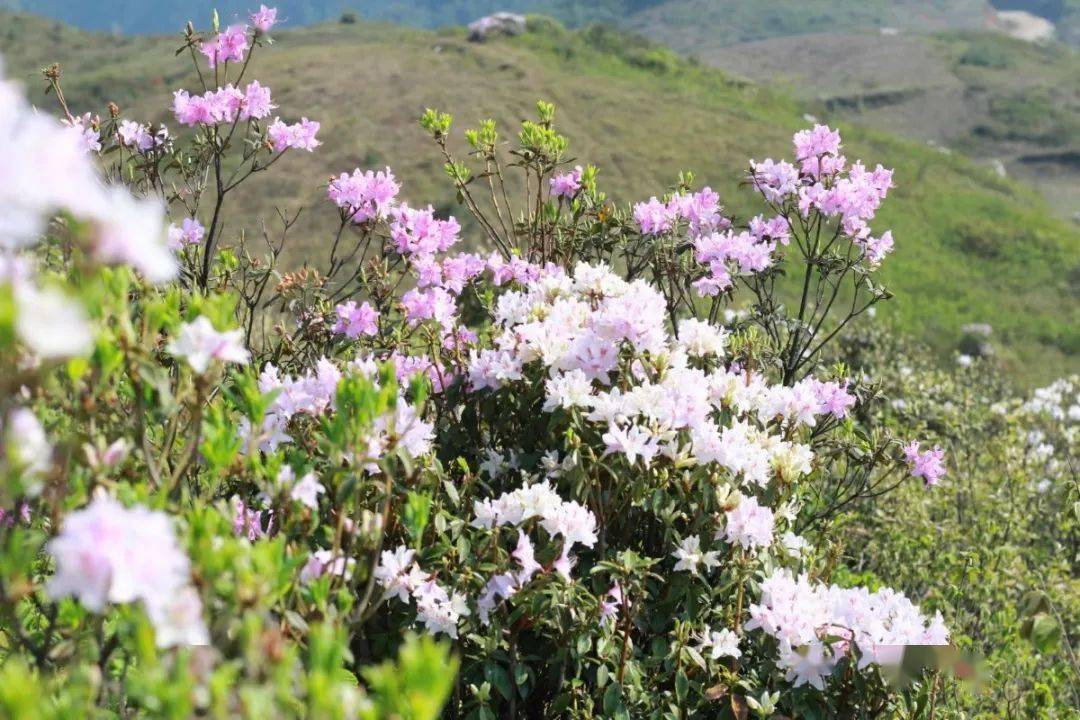 花开了,美极了~快来曲靖这个地方欣赏美景吧