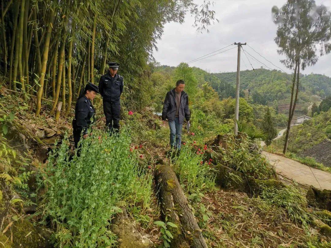 禁种铲毒唱响禁种之歌铲除禁种之果