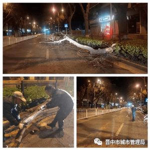 榆次中都路大风断枝城市管理迅速处置