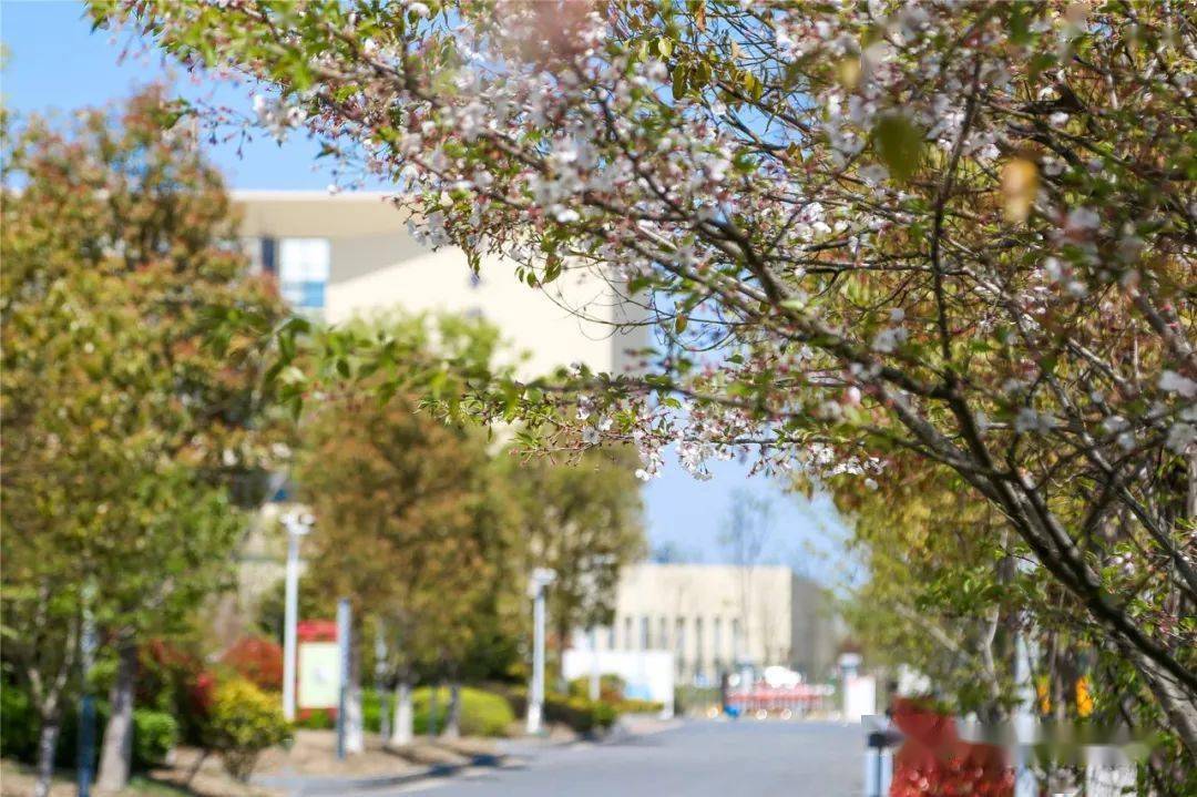 盐城外国语学校spring盐城师范学院spring北师大盐城附属学校springs