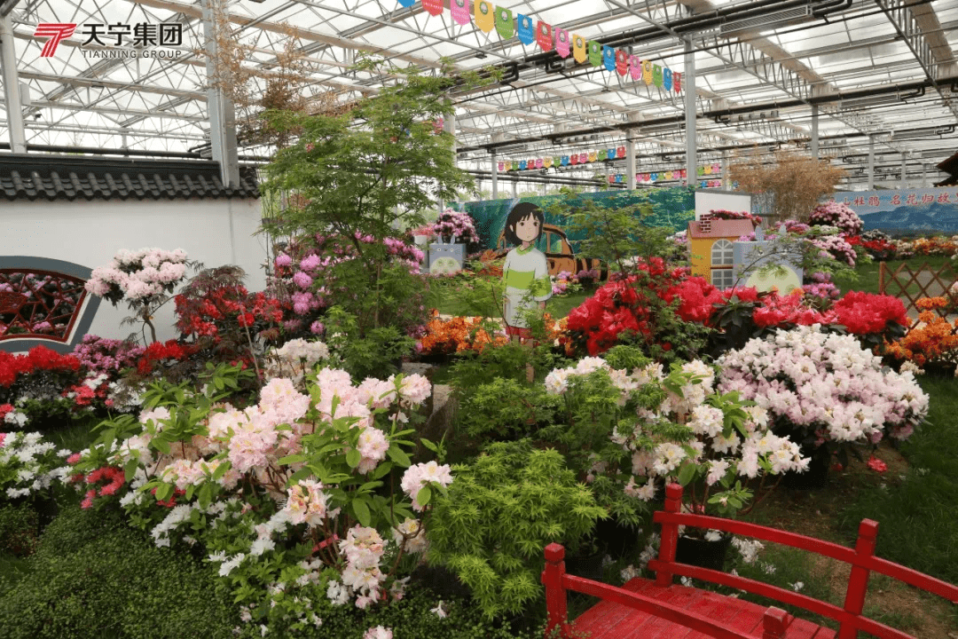 2021日照杜鹃花节,日照杜鹃花节 本月24号,第三届中国(日照)杜鹃花节惊艳启幕!