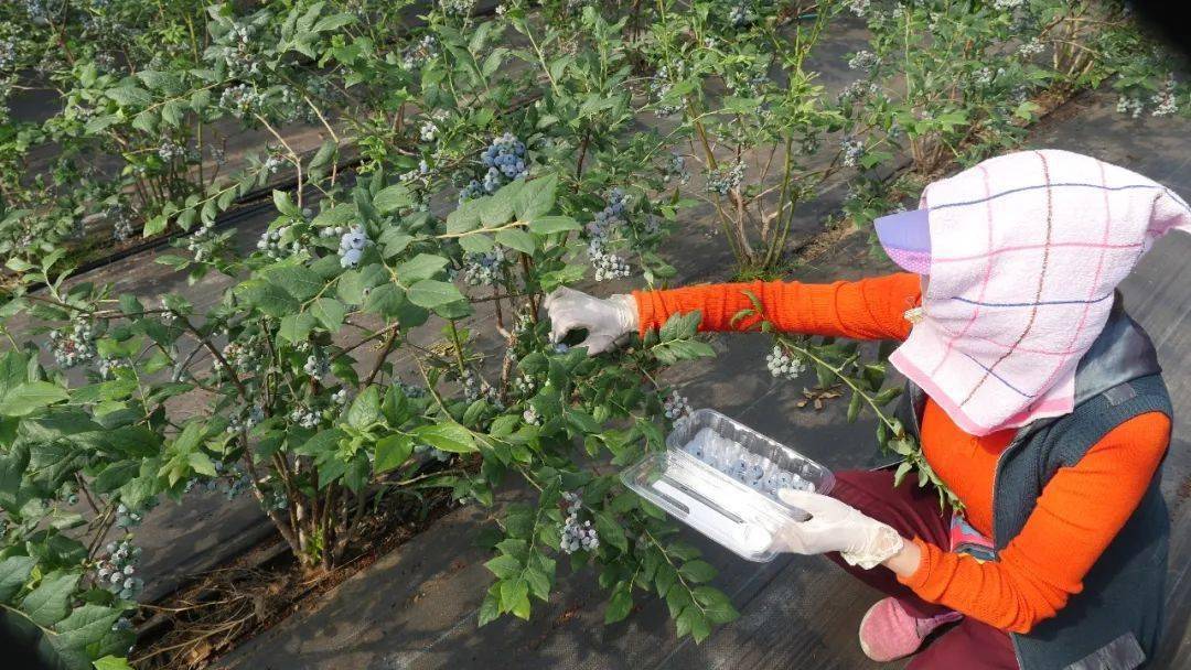 4月蓝莓c位出道,每一颗都有硬币大小,馥郁酸甜,颗颗爆浆!