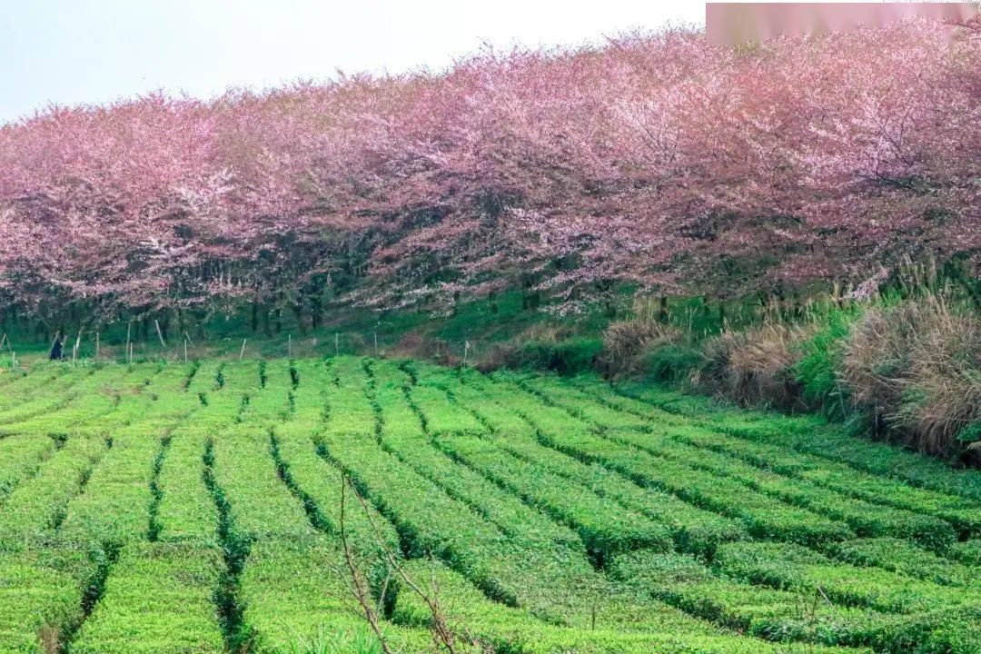 谷雨临夏将至忆春景