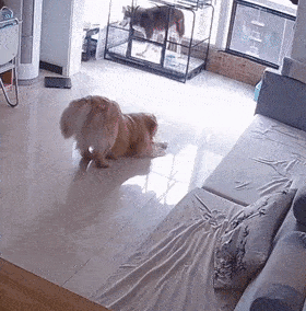 大金毛汪设崩塌了,哈哈哈哈哈哈哈这也太损了!