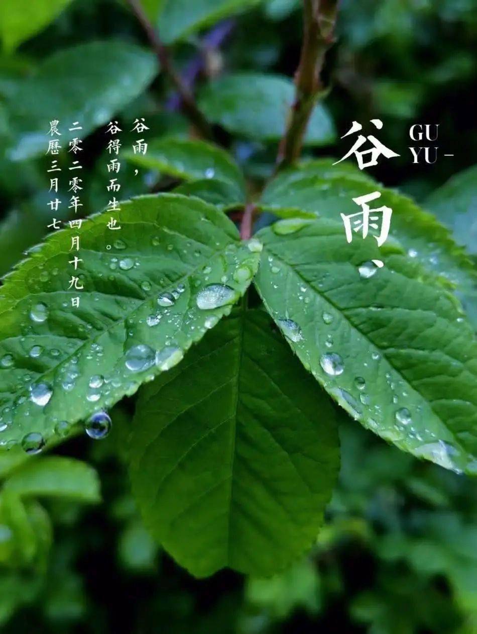 孔子国际的二十四节气今日谷雨雨生百谷夏将至