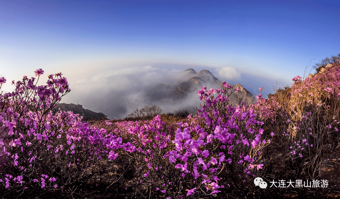花唤大黑山大连大黑山杜鹃花海季即将开启