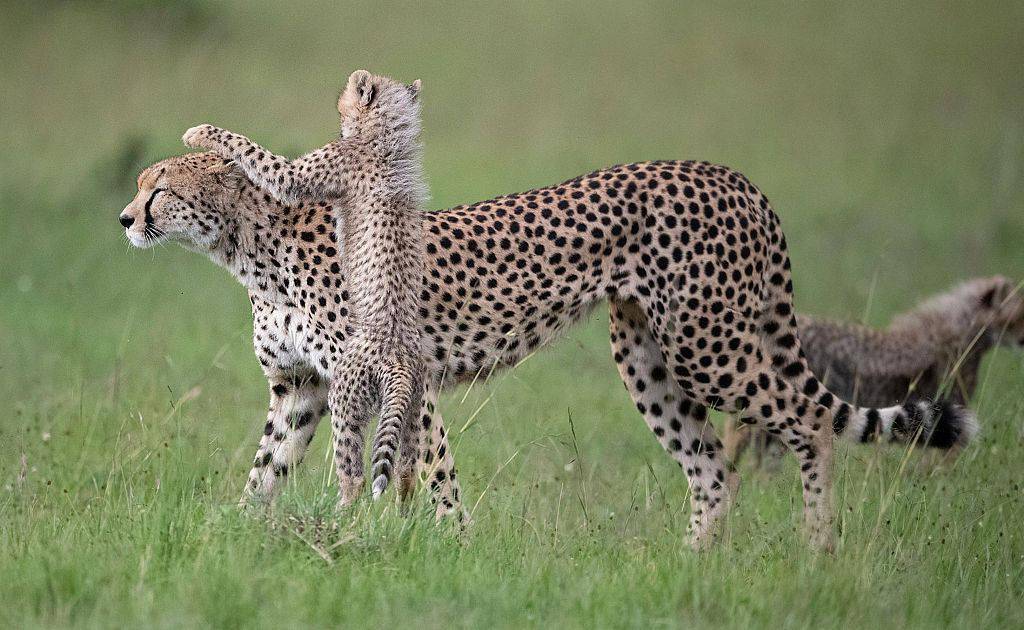 家有熊孩子!肯尼亚猎豹幼崽上蹿下跳化身"功夫宝宝"