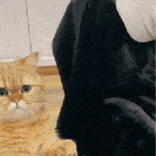 第79期喵表情丨面对猫的黑丝诱惑,我流口水了