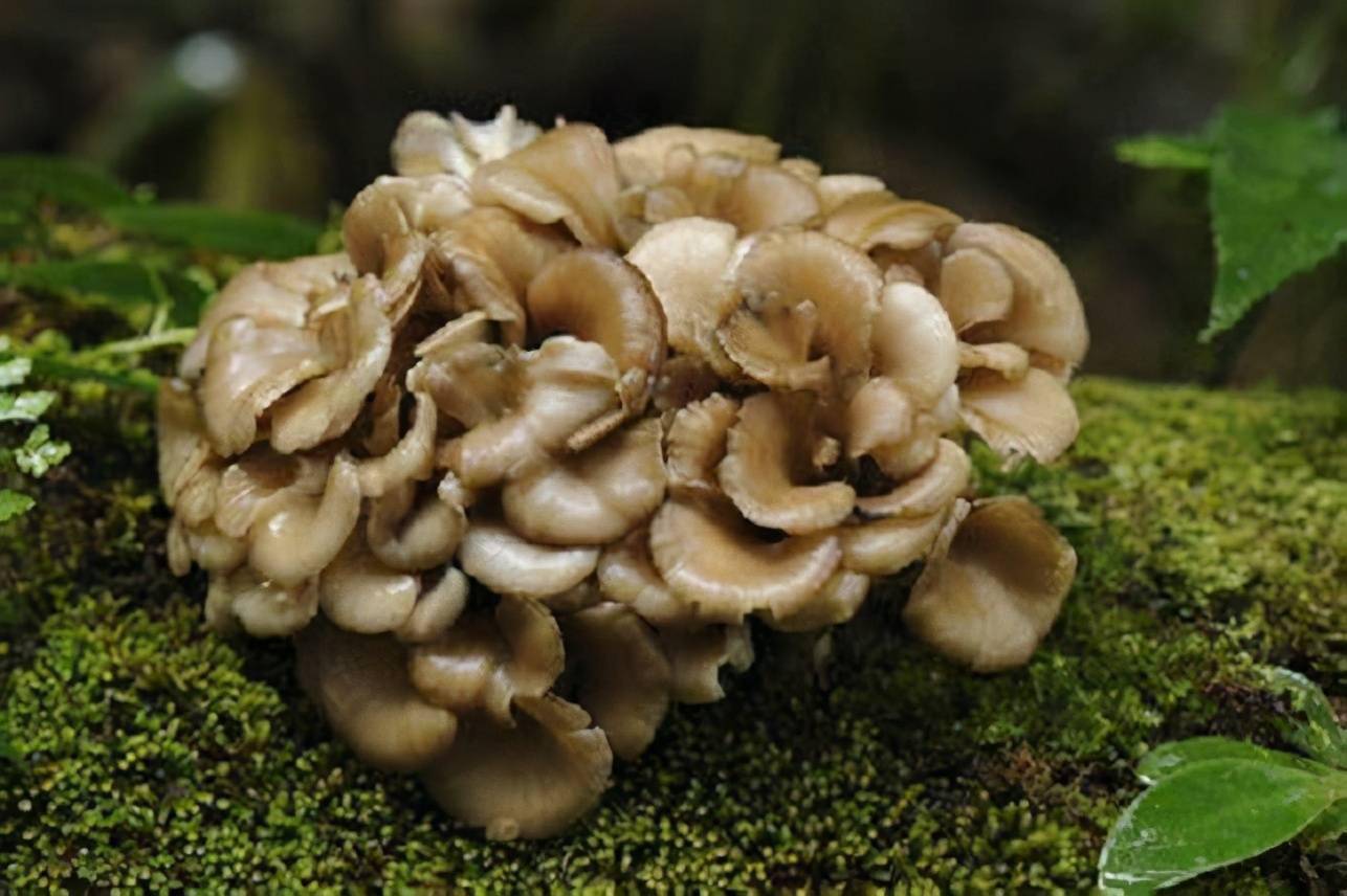 多吃蘑菇可以预防癌症