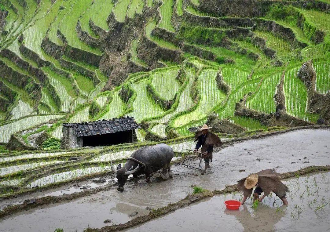 闽天福地春耕图