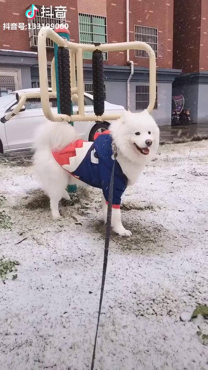 下雪天非要往外跑难道是解锁智商去的