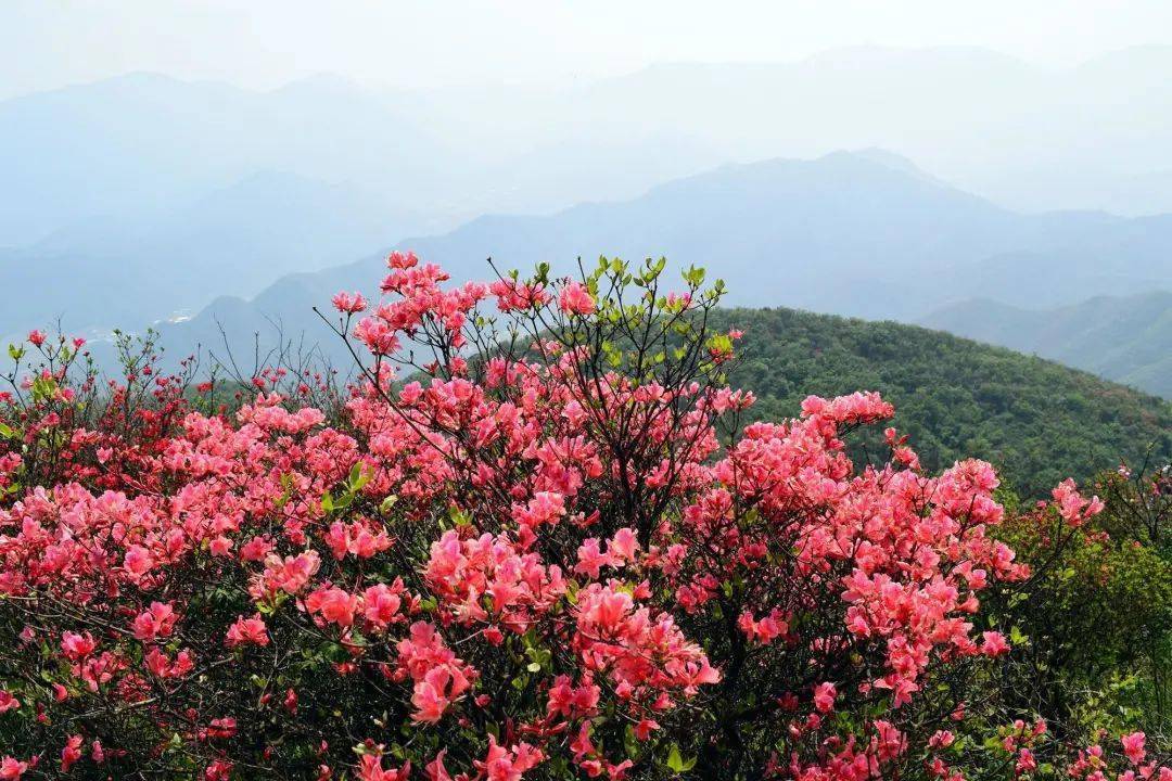 鸬鸟山