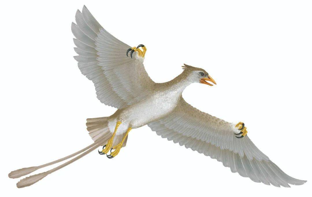 真正的鸟类祖先——孔子鸟 科学家认为,孔子鸟才是鸟类的祖先.