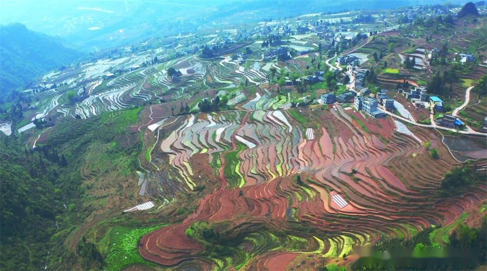 在四川省泸州市古蔺县德耀镇凤凰村,水田里的农人开始一天的劳作,机器