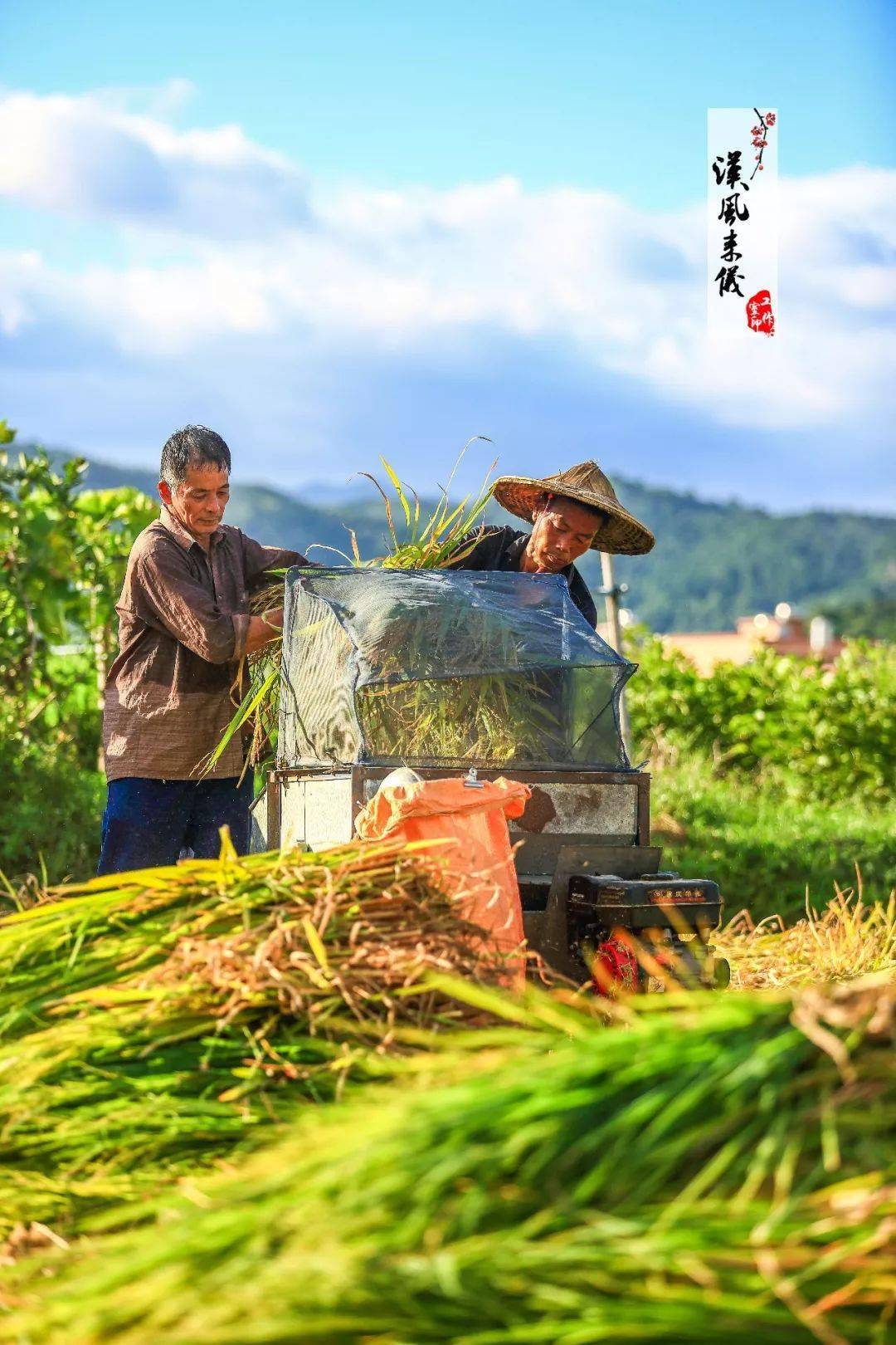 太珍贵同安农村割稻子的场景满满的都是回忆