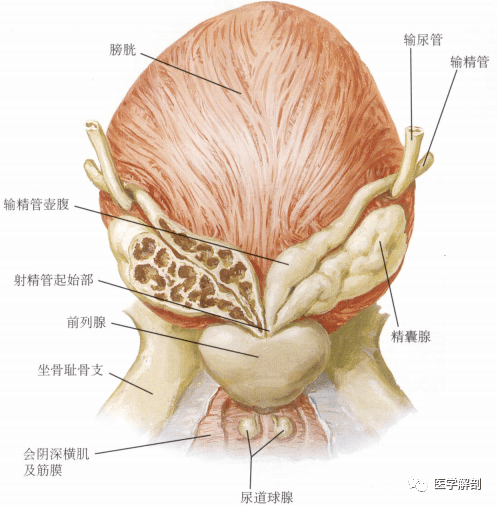 人体解剖学:男性生殖器 睾丸