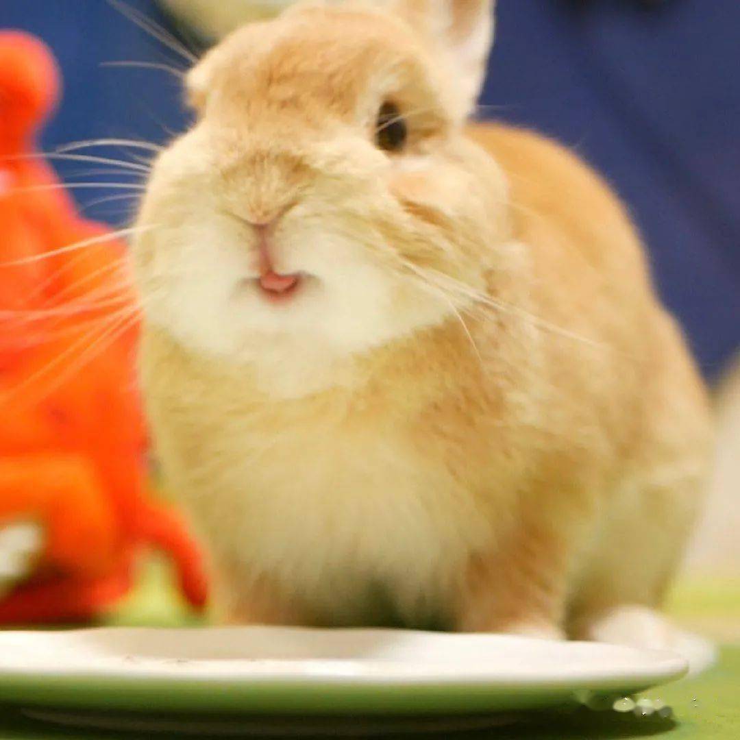 一只表情丰富的吐舌头兔兔