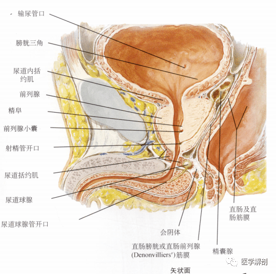 人体解剖学:男性生殖器 | 睾丸
