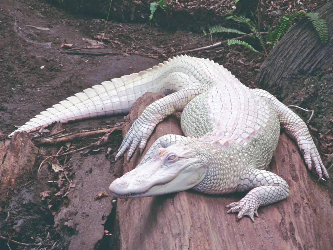 白化鳄鱼患白化病的蛇也被称为"白蛇",所有蛇类都会出现白化病现象.