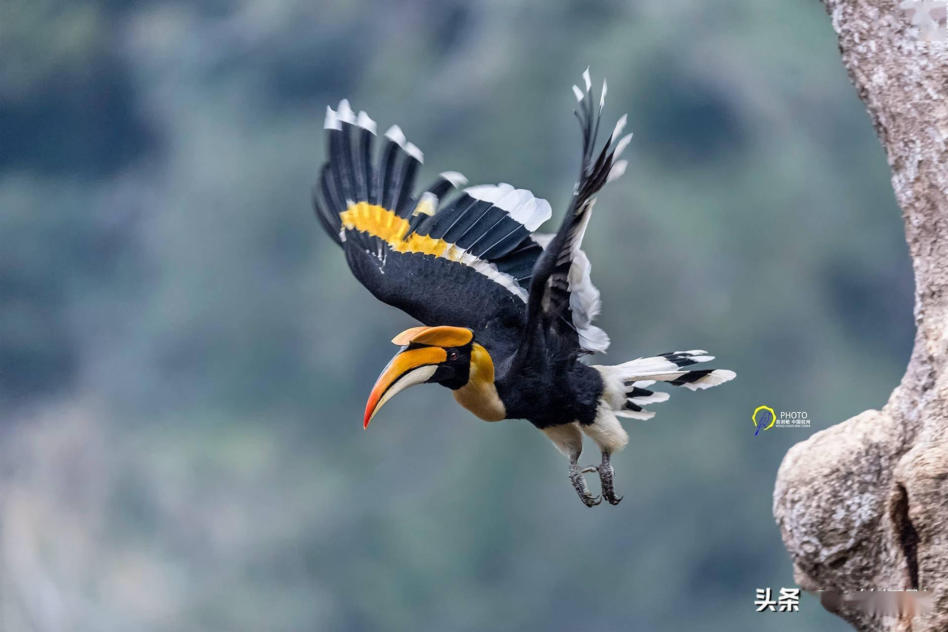 飞翔的双角犀鸟杭州翁剑敏摄影